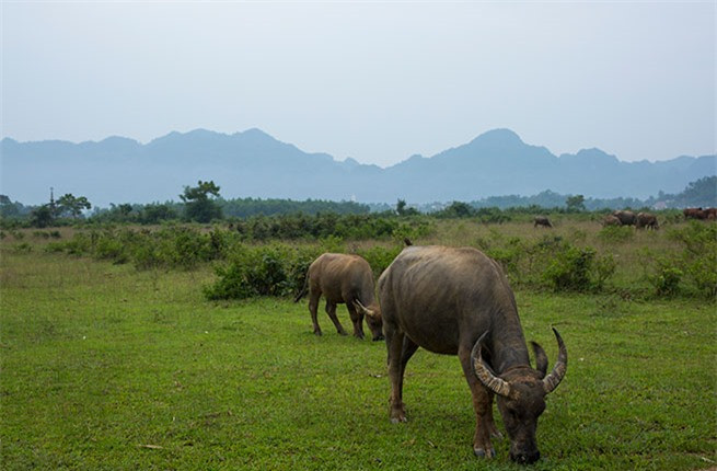 Một chú trâu đang ăn cỏ ở khu vực vườn quốc gia Phong Nha – Kẻ Bàng.