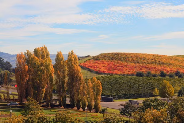  2. Thung lũng Napa - California, Mỹ: Vườn nho Napa là nơi tốt nhất để chiêm ngưỡng sắc thu ở California...