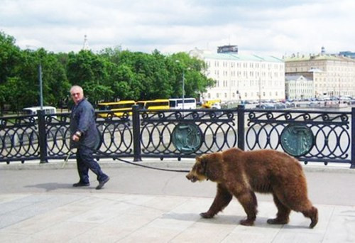 Ông ấy rất ít khi dắt gấu đi dạo.