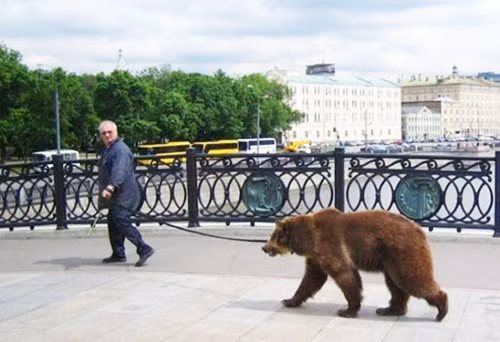 Ông ấy rất ít khi dắt gấu đi dạo.
