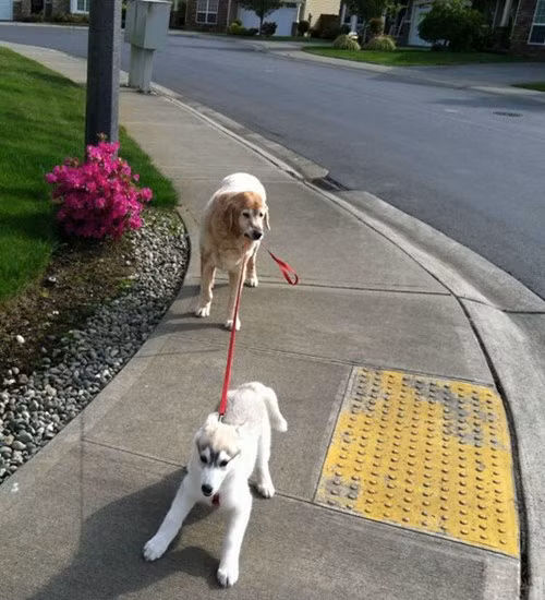 Chú phải bình tĩnh quan sát đường kỹ rồi hãy đi.