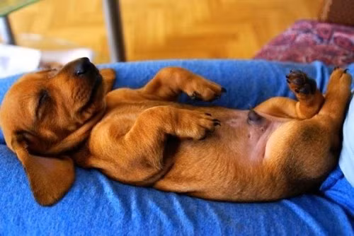 Ngủ cũng còn tạo dáng...