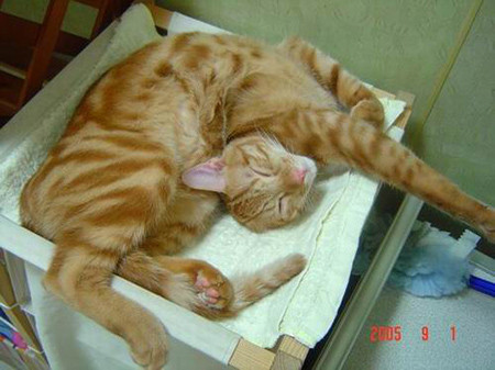 Mệt quá, ngủ không còn biết gì hết...