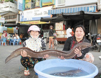Con cá chình nặng hơn 8,5 kg do ông Nguyễn Văn Lắm cào được trên tuyến Kênh Xáng vào sáng 13/1.