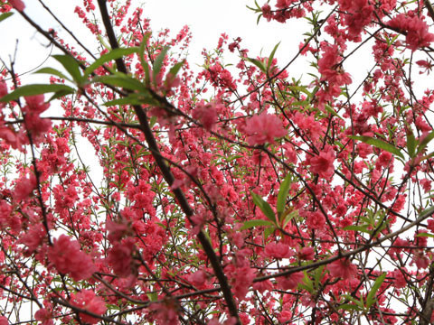 Chuyên gia Phạm Chi Lan cho rằng cần sớm có lộ trình gộp Tết âm lịch với Tết dương lịch.