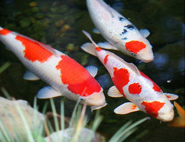 Giải mã những giấc mơ về cá Giai ma nhung giac mo ve ca