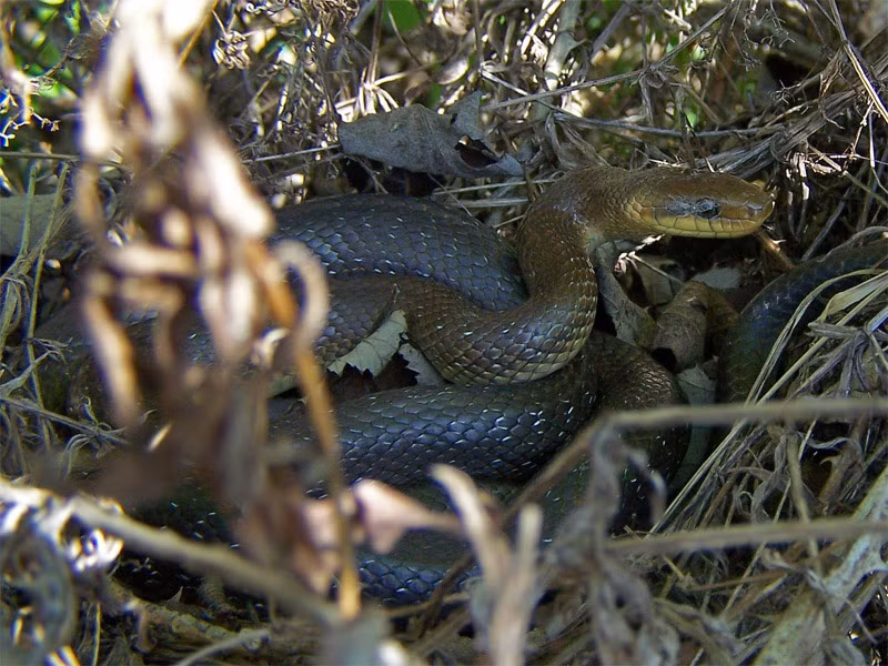 Nguồn thức ăn chính của loài này là động vật gặm nhấm như chuột và các động vật có vú nhỏ khác. Chúng cũng ăn các loài chim, trứng chim, thằn lằn, động vật chân đốt và thường xiết ngạt con mồi bằng cách thắt chặt thân hình của nó hay đơn giản là nghiền nát con mồi bởi hàm.