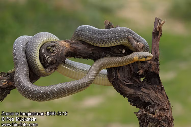 Loài rắn này có màu khá sẫm, mảnh mai, có ánh đồng sáng trên da, nó thường bị nhầm với rắn cỏ (Natrix natrix), loài rắn cũng có màu đồng trên cổ.