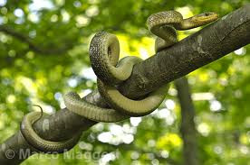 Rắn Aesculapian thích môi trường ấm áp nhưng không nóng, vừa ẩm nhưng không ẩm ướt. Tuy nhiên, loài này thường không tránh sự hiện diện của con người, thường được tìm thấy ở những nơi như khu vườn, nhà kho, thậm chí các bức tường cũ và tường đá, các tòa nhà bỏ hoang.