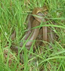 Rắn Aesculapian dù không độc nhưng vẫn xếp vào danh sách các loài xâm lấn có nguy hại cao, bởi loài này có thể giết mồi, hay con người với những cú xiết chặt, rất mạnh.