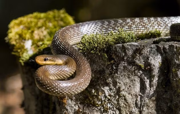 Loài rắn Aesculapian đang là nỗi ám ảnh của người dân London, Anh khi số lượng của loài này tăng cao trong thành phố. Theo báo cáo, quần thể đông nhất tập trung một bầy lên tới 30 con ở kênh đào Regent, London.