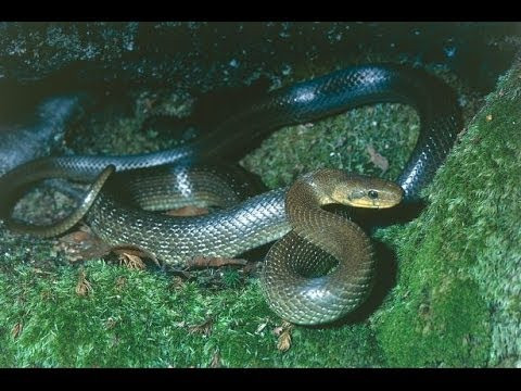 Theo báo cáo của chính quyền London, loài xâm lấn này có thể đã sống ở thành phố một cách hòa bình trong nhiều thập kỷ sau khi thoát khỏi vườn thú địa phương, nhưng cần xem xét, quản lý hay xóa sổ.