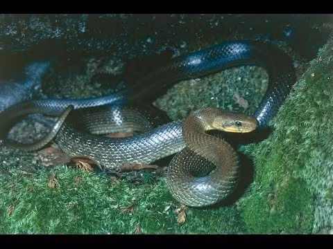 Theo báo cáo của chính quyền London, loài xâm lấn này có thể đã sống ở thành phố một cách hòa bình trong nhiều thập kỷ sau khi thoát khỏi vườn thú địa phương, nhưng cần xem xét, quản lý hay xóa sổ.