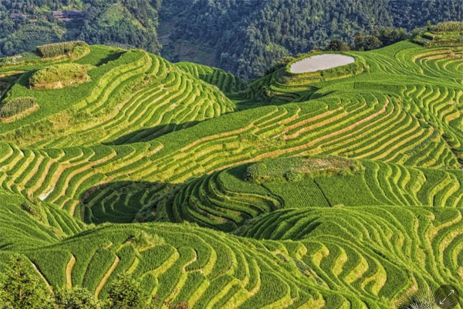 Đến Quế Lâm, du khách sẽ cảm thấy thư giãn vô cùng khi được lang thang qua những đồn điền chè xanh bát ngát với phong cảnh thiên nhiên vô cùng ngoạn mục.