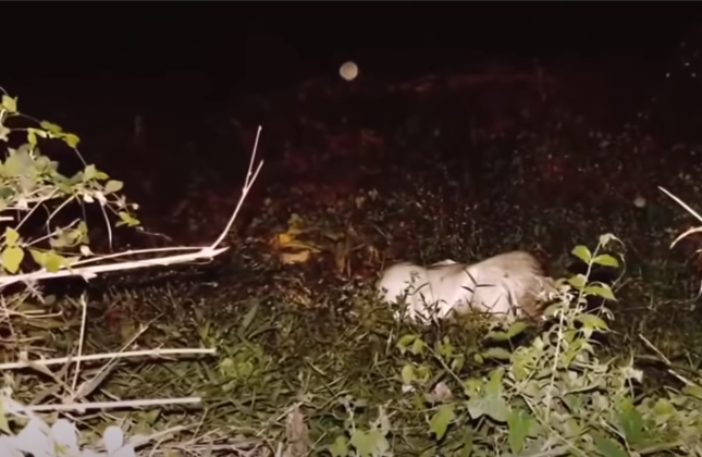 Nghi can di chuyển thi thể nạn nhân từ huyện Tân Thành, tỉnh Bà Rịa - Vũng Tàu đến xã Phước Bình, huyện Long Thành, Đồng Nai tới khu vực vắng người qua lại, y vứt nạn nhân vào bãi cỏ rậm trước căn nhà hoang để phi tang. Khoảng cách từ nơi gây án tới nơi phi tang khoảng 10km.