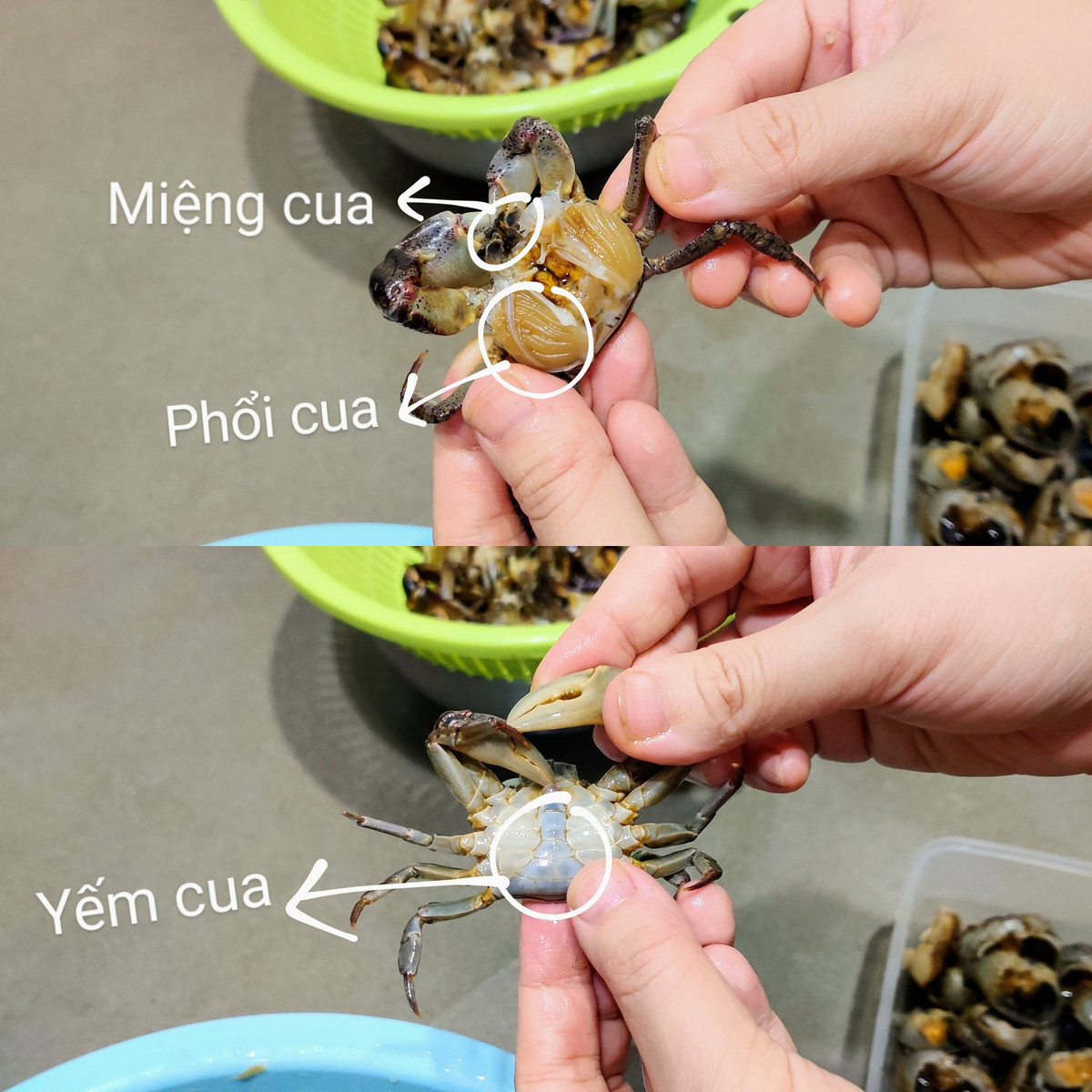 Mẹo làm sạch và lọc cua đồng nhanh nhất, cua thơm ngọt - Hình 3 Meo lam sach va loc cua dong nhanh nhat, cua thom ngot-Hinh-3