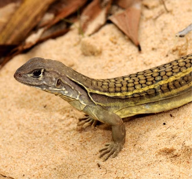  Nhông cát trinh sản là một loài thằn lằn thuộc chi Leiolepis, thường gọi chung là nhông cát. Trong thiên nhiên, Leiolepis ngovantrii là một quần thể chỉ toàn con cái nên loài nhông này còn gọi là nhông cát vô tính. Đây là loài thằn lằn có khả năng trinh sản, có nghĩa là chỉ có một cá thể mẹ (không cần con đực, bố) là có thể sinh sản được. Các con cái tự rụng trứng và tự phát triển thành dòng vô tính để cho ra đời những con thằn lằn con.