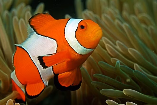  Cá Hề thuộc nhóm cá lưỡng tính với giới tính đực có trước. Điều này có nghĩa là tất cả các cá Hề nhỏ đều là con đực, đến một kích thước nào đó và gặp điều kiện thích hợp thì chúng sẽ chuyển giới tính thành cá cái. Cụ thể, khi con cái chết hoặc biến mất vì lý do nào đó, con đực lớn nhất trong đàn sẽ chuyển đổi giới tính để biến thành con cái và lên ngôi “nữ hoàng”. Con đực lớn thứ 2 sẽ nhanh chóng phát triển thành con đực thành thục sinh dục để thành cặp với con cái mới.