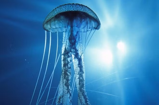  Loài sứa lớp thuỷ tức (Turritopsis nutricula) có khả năng quay ngược vòng đời từ thời kỳ trưởng trở lại thời kỳ sinh vật đơn bào, từ đó tiếp tục phát triển. Chính nhờ khả năng này mà vòng đời của chúng lặp lại liên tục, khiến sứa lớp thuỷ tức trở thành loài bất tử duy nhất trên trái đất mà con người từng biết đến.