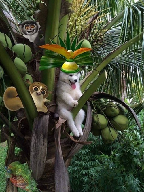 13. Cần gì phải đi đâu, ở yên trên cây dừa cũng có ảnh chế siêu chất.