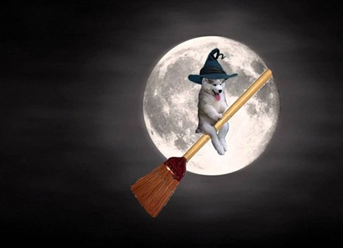 12. Mặt kia mà làm phù thủy thì có vẻ không hợp lắm.