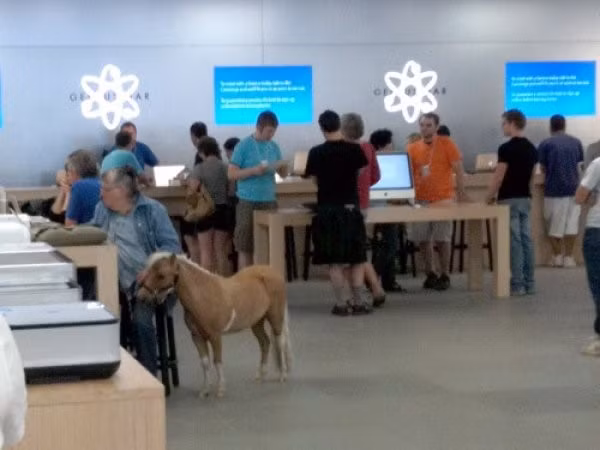 Apple Store là một trong số không nhiều cửa hàng tại Mỹ cho phép người dùng mang theo thú cưng. Tất nhiên, họ phải đảm bảo vấn đề vệ sinh.