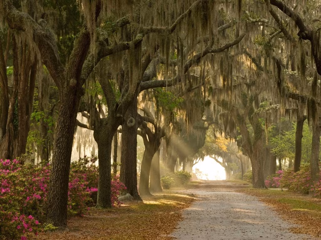 Nghĩa địa Bonaventure, Savannah, Georgia. Nơi này nổi tiếng khi được đưa vào cuốn tiểu thuyếtMidnight in the Garden of Good and Evil củaJohn Berendt năm 1994, sau đó chuyển thể thành phim do minh tinh Clint Eastwood đạo diễn. Ảnh: Alamy.