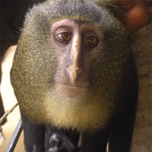 Loài khỉ mông xanh mới được phát hiện ở Congo 