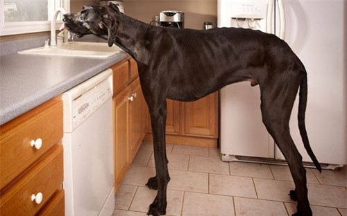 Chú chó cao nhất thế giới, Zeus, uống nước từ vòi bồn rửa bát trong bếp ở Otsego, Michigan, Mỹ. Chiều cao từ chân đến vai của Zeus là 1,12m 