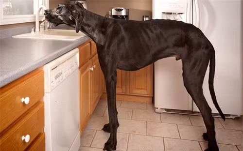 Chú chó cao nhất thế giới, Zeus, uống nước từ vòi bồn rửa bát trong bếp ở Otsego, Michigan, Mỹ. Chiều cao từ chân đến vai của Zeus là 1,12m 