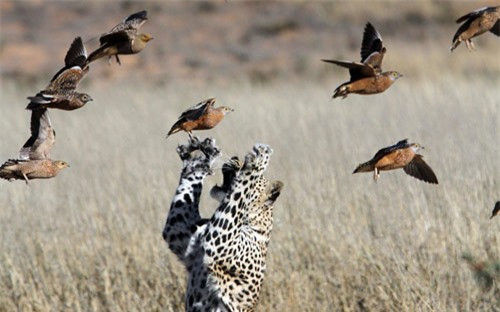 Một con báo đang cố gắng bắt những con chim bay trên đầu cạnh một hồ nước trong khu bảo tồn động vật hoang dã Kgalagadi Transfrontie, nằm giữa biên giới Botswana và Nam Phi 