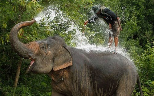 Voi tự phun nước lên lưng trước khi tham gia diễu hành tại giải polo dành cho cho voi cúp Nhà Vua được tổ chức ở Hua-Hin, Thái Lan.