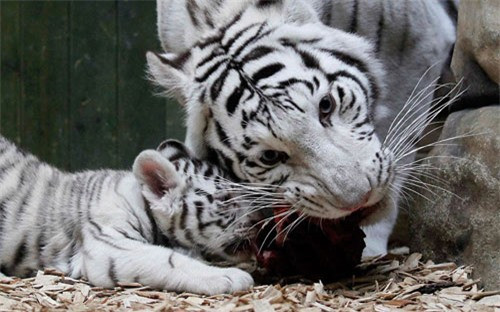 Hai mẹ con hổ trắng Bengal cùng nhau thưởng thức bữa ăn trong một vườn thú ở Liberec, CH Czech 