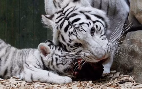 Hai mẹ con hổ trắng Bengal cùng nhau thưởng thức bữa ăn trong một vườn thú ở Liberec, CH Czech 