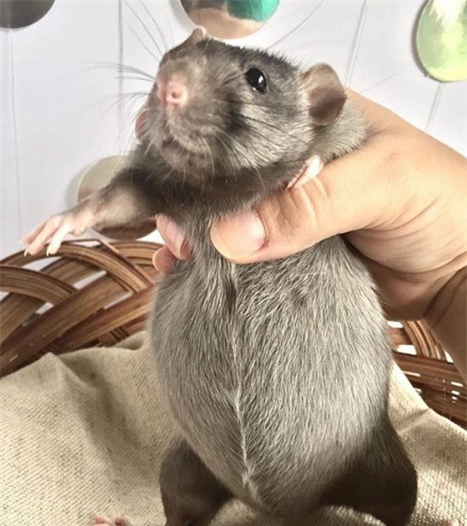 Cô ấy có cả một phần “ratatouille” trong bụng