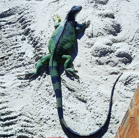 Godzilla đến thị trấn