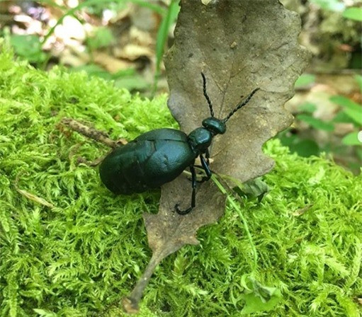 Một nàng bọ cánh cứng bầu bí.