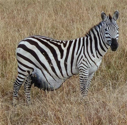 Một em bé sắp chào đời