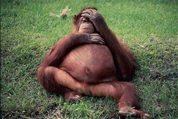 Bụng to hơn người rồi nhỉ