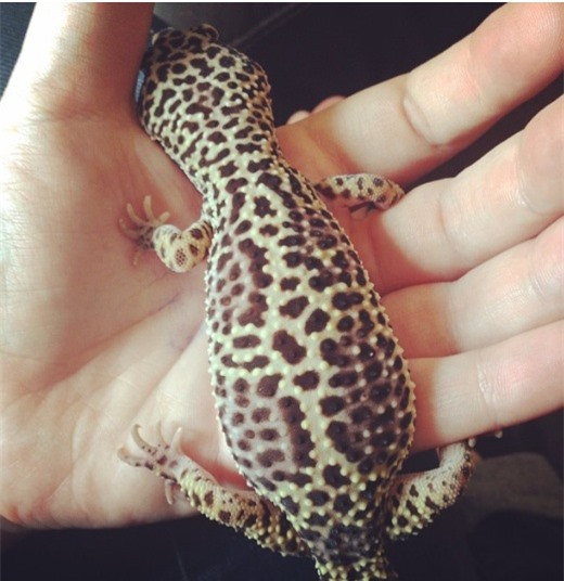 Một con thạch sùng đặc biệt đang bầu bí