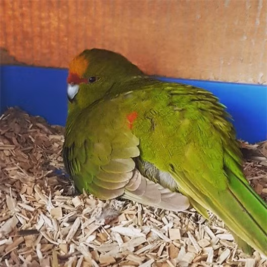 Bạn đang nhìn gì?