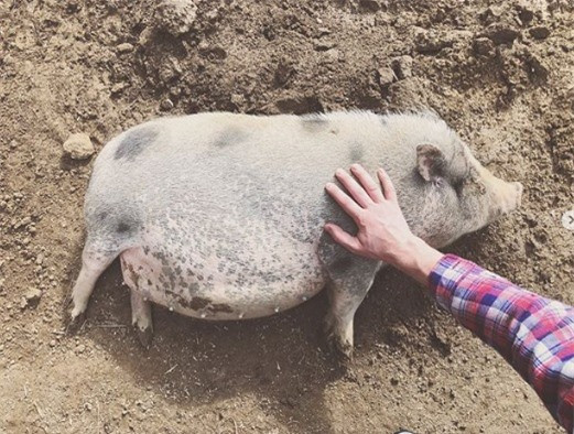 Heo con nhỏ dễ thương