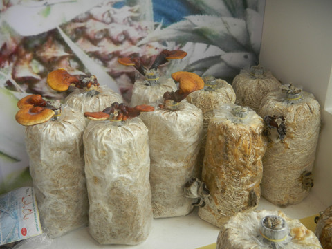 Trong nam, rau mam tu ba mia