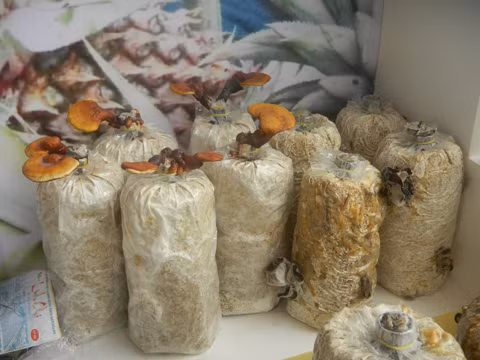 Trong nam, rau mam tu ba mia