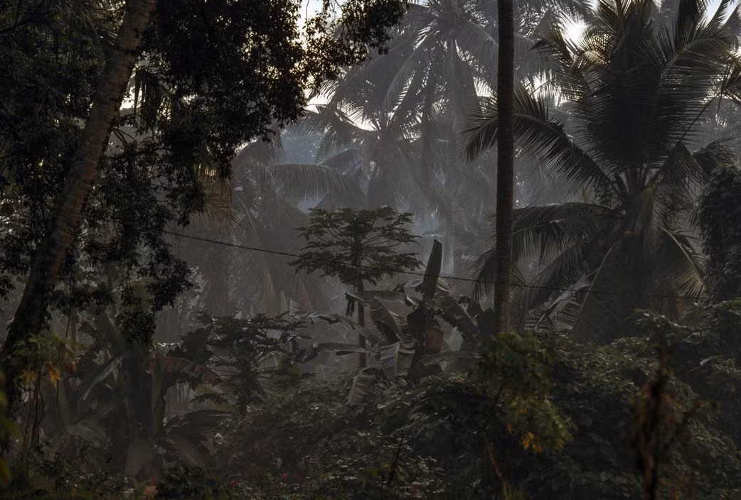Rừng rậm nhiệt đới ở đảo Bali. Ảnh: Peter Marlow/ Magnum Photos.