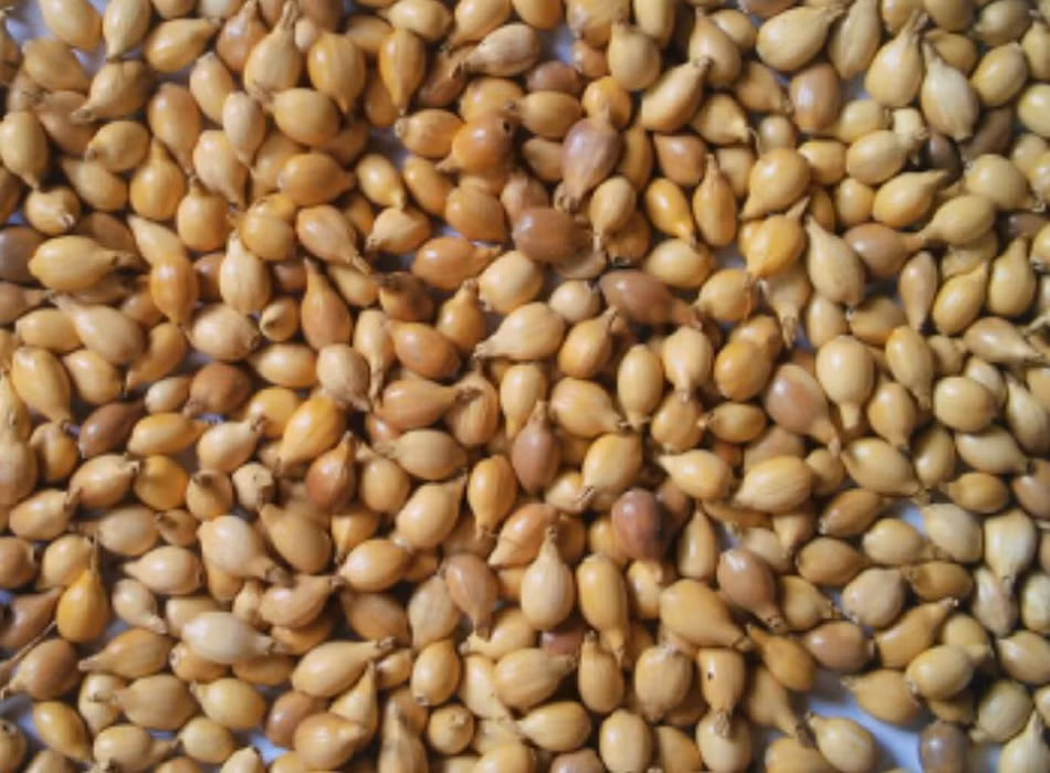  Bo bo. Bo bo là loại hạt ngũ cốc giá rẻ được Ấn Độ cùng một số nước khác viện trợ và bán nợ cho Việt Nam làm thời kỳ thiếu thốn lương thực. Ngoài cách ngâm nước, nấu lâu để ăn trực tiếp như cơm, người dân còn giã bo bo thành bột làm bánh. Ảnh: Rongbay.