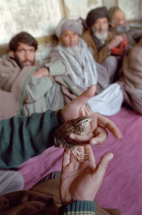 Các trận chiến diễn ra rất ác liệt. Việc những chú chim bị "sứt đầu mẻ trán" không phải là hiếm gặp. Ảnh: Magnum Photos.