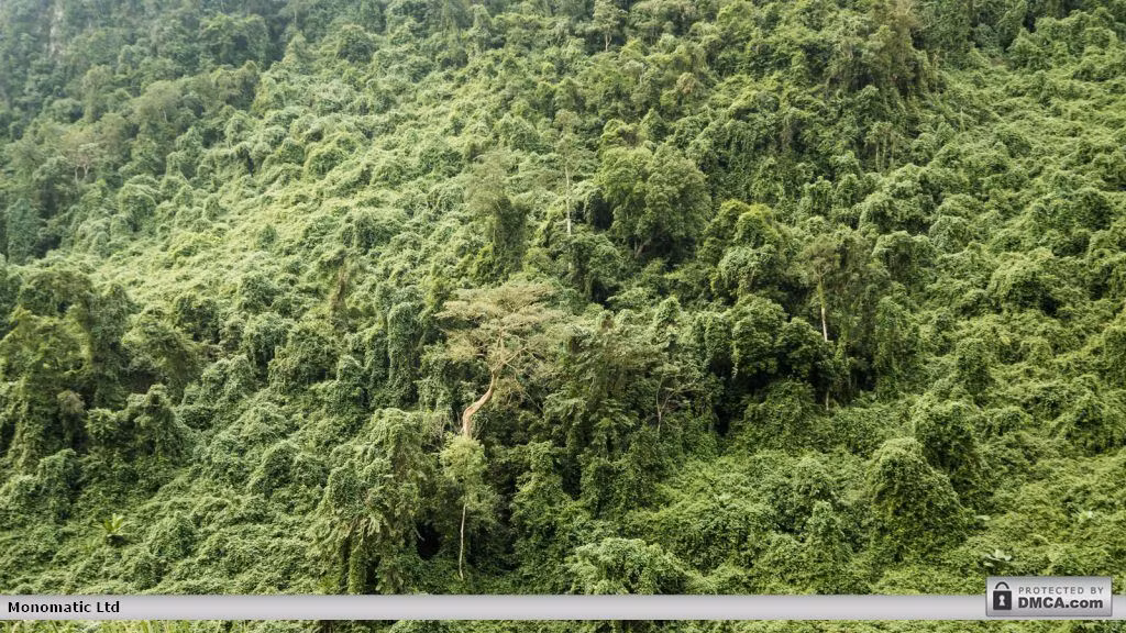 Thảm rừng nguyên sinh quyến rũ của vùng đất cận nhiệt đới. Ảnh: Gomandrake.co.uk.