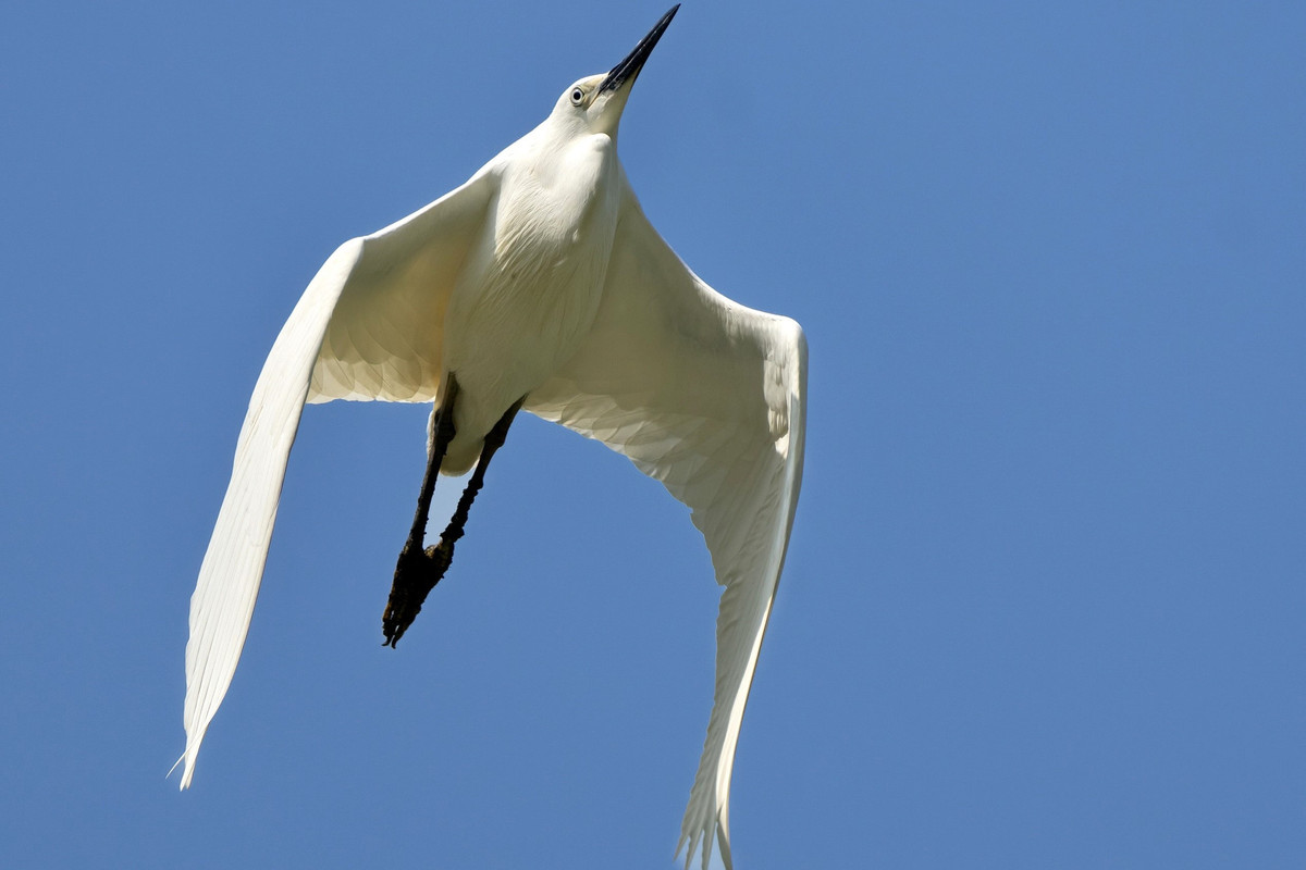 Đến vườn chim Thung Nham, du khách được tận mắt ngắm nhìn vẻ đẹp hoang dã của các loài chim.