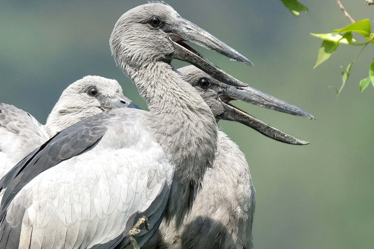 Các loài chim tự nhiên ở Thung Nham rất gần gũi với con người. Vì thế, hằng ngày, du khách có thể đến tham quan gần nơi sinh sống nhưng chúng cũng không hề lo sợ. Công việc bảo vệ đàn chim ở Thung Nham cũng được thực hiện rất nghiêm ngặt, không một ai được săn bắt, xâm hại đến cá thể chim cũng như khu vực sống của chúng.